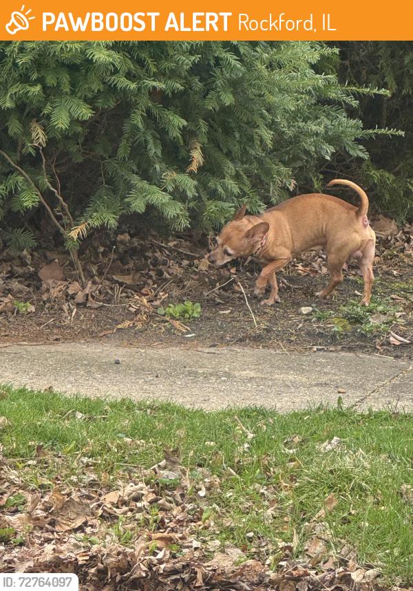 Found/Stray Male Dog last seen Greenwood & Dawson, Rockford, IL 61107
