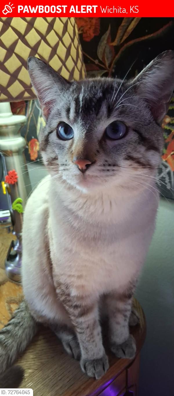 Lost Male Cat last seen Near blocks west of Seneca on Harry and Martinson, Wichita, KS 67213