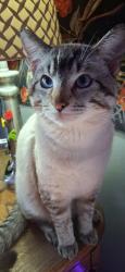 Lost Male Cat last seen Near blocks west of Seneca on Harry and Martinson, Wichita, KS 67213