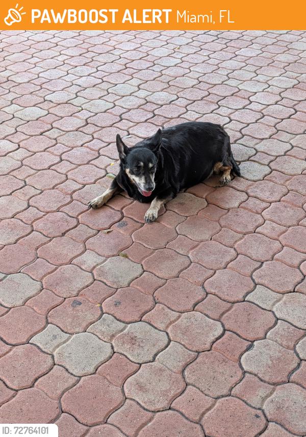 Found/Stray Female Dog last seen near comfort suite hotel kendall, Miami, FL 33175