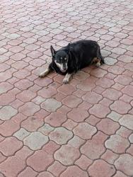 Found/Stray Female Dog last seen near comfort suite hotel kendall, Miami, FL 33175