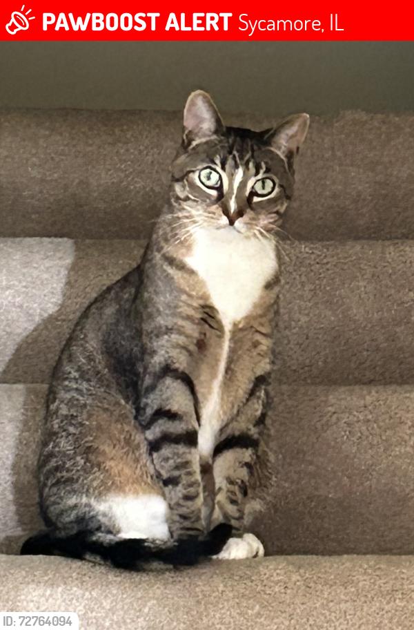 Lost Male Cat last seen Arneita St, Sycamore, IL 60178