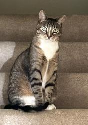 Lost Male Cat last seen Arneita St, Sycamore, IL 60178