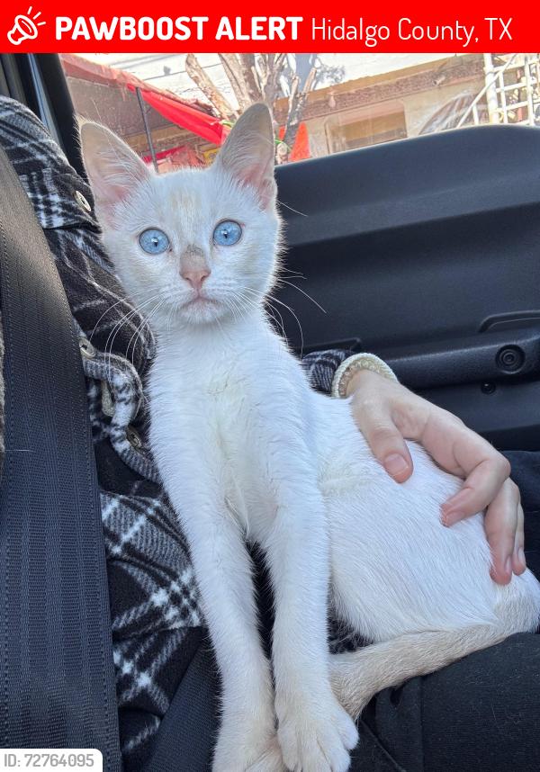 Lost Male Cat last seen N 58th ln between shary and trenton, Hidalgo County, TX 78573