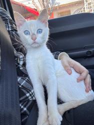 Lost Male Cat last seen N 58th ln between shary and trenton, Hidalgo County, TX 78573