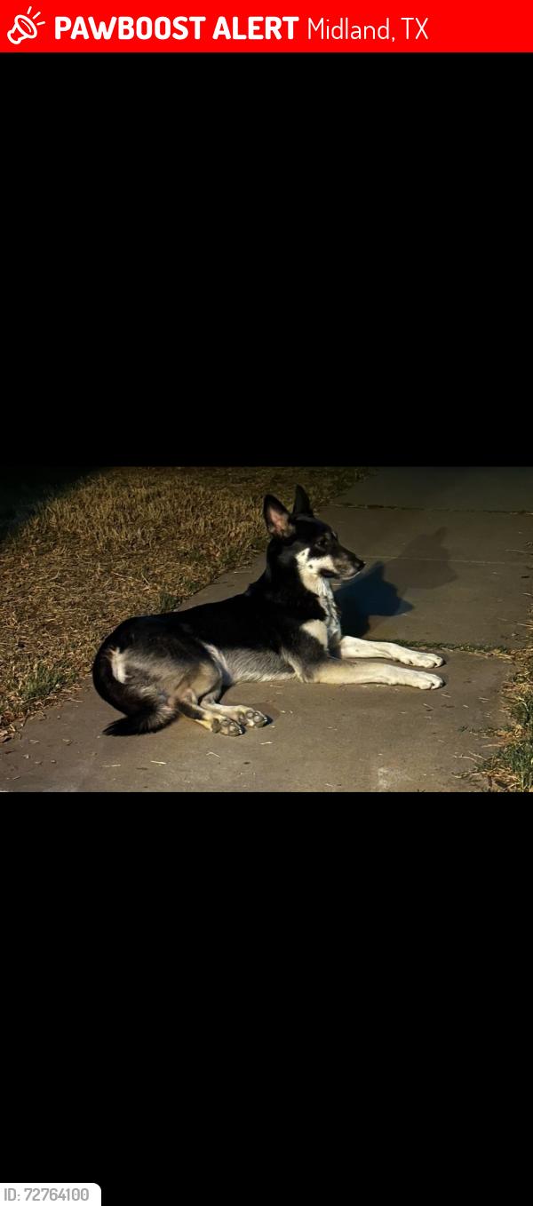 Lost Female Dog last seen Midland drive , Midland, TX 79703