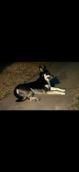 Lost Female Dog last seen Midland drive , Midland, TX 79703