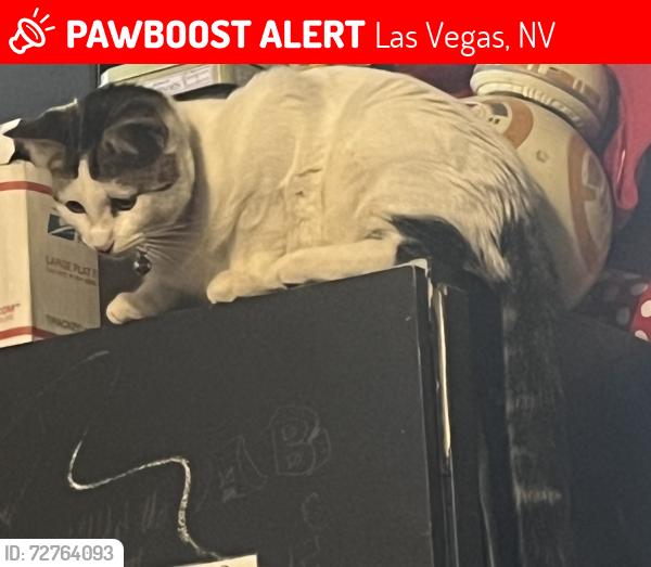 Lost Female Cat last seen Greencreek and Marion, Las Vegas, NV 89110