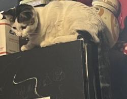 Lost Female Cat last seen Greencreek and Marion, Las Vegas, NV 89110