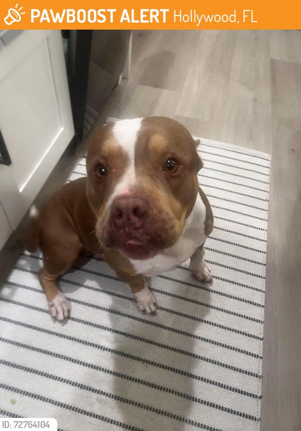 Found/Stray Female Dog last seen Johnson and hiatus Pembroke pines, Hollywood, FL 33021