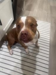 Found/Stray Female Dog last seen Johnson and hiatus Pembroke pines, Hollywood, FL 33021