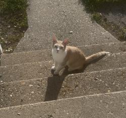Found/Stray Male Cat last seen Marshall Ave & Peninsula Dr, Newport News, VA 23605