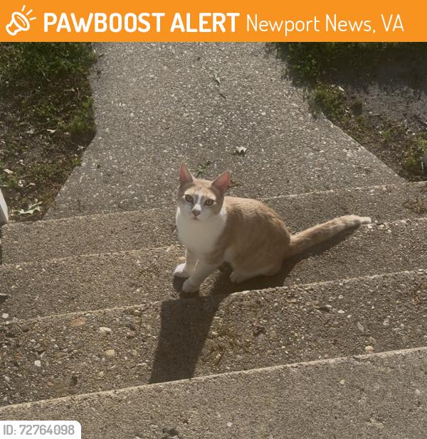 Found/Stray Male Cat last seen Marshall Ave & Peninsula Dr, Newport News, VA 23605