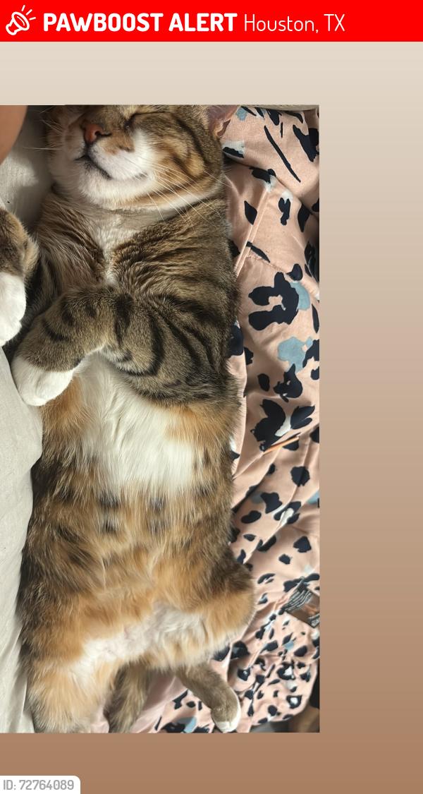 Lost Male Cat last seen Near Nau Thai and Starbucks , Houston, TX 77002