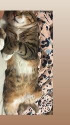 Lost Male Cat last seen Near Nau Thai and Starbucks , Houston, TX 77002