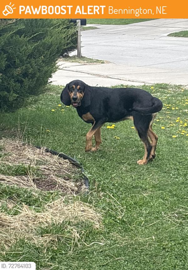 Found/Stray Female Dog last seen 156th and State Street, Bennington, NE 68007
