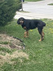 Found/Stray Female Dog last seen 156th and State Street, Bennington, NE 68007