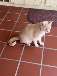 Found/Stray Male Cat last seen Fairway Dr./Ramona, Camarillo, CA 93010