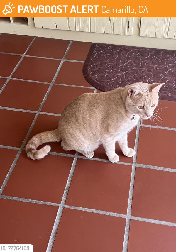 Found/Stray Male Cat last seen Fairway Dr./Ramona, Camarillo, CA 93010