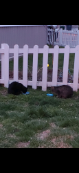 Lost Unknown Cat last seen Tayloe Drive/ Forest Park Mobile Home  Park, Manassas, VA 20112
