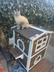 Lost Male Cat last seen Massachusetts and evans st , San Bernardino, CA 92411