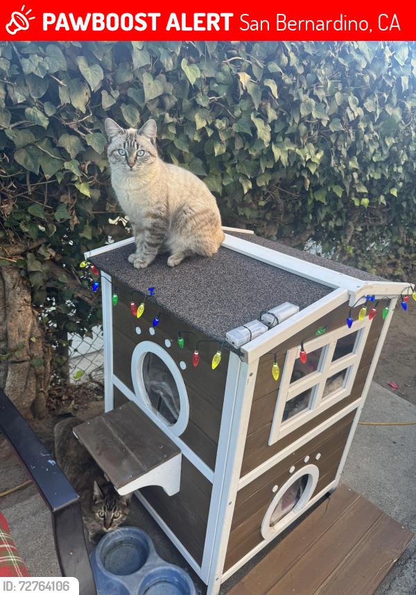 Lost Male Cat last seen Massachusetts and evans st , San Bernardino, CA 92411
