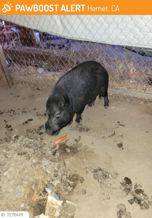 Found/Stray Male Other last seen Pachea tr., Hemet, CA 92544