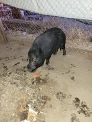 Found/Stray Male Other last seen Pachea tr., Hemet, CA 92544