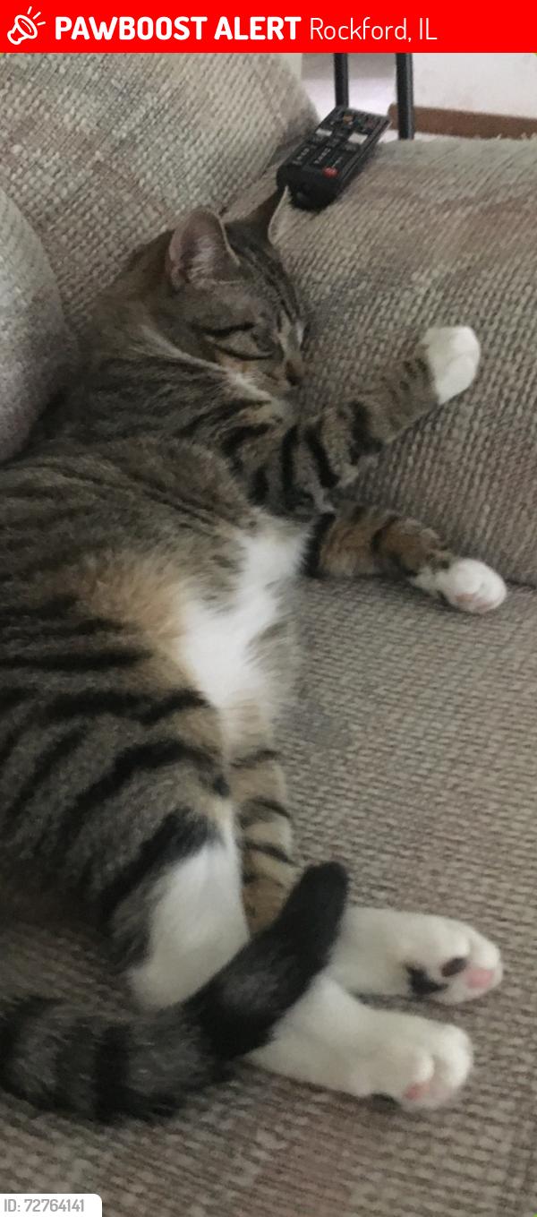 Lost Male Cat last seen samuelson, Rockford, IL 61109
