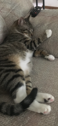 Lost Male Cat last seen samuelson, Rockford, IL 61109