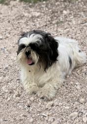 Lost Male Dog last seen Near university st, near fountain park, Edinburg, TX 78541