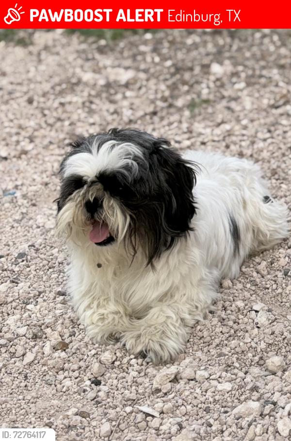Lost Male Dog last seen Near university st, near fountain park, Edinburg, TX 78541