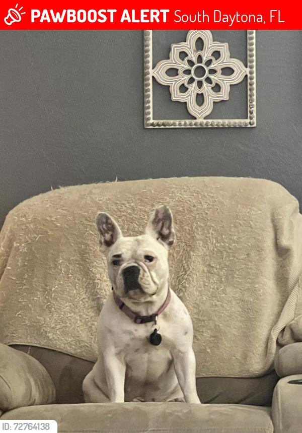 Lost Female Dog last seen Bellwood Avenue, South Daytona, FL 32119