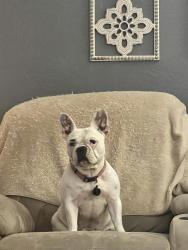 Lost Female Dog last seen Bellwood Avenue, South Daytona, FL 32119