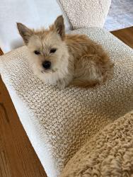 Found/Stray Male Dog last seen Doss park baseball fields , Houston, TX 77038