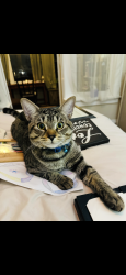 Reunited Male Cat last seen Chicago and main , Evanston, IL 60202