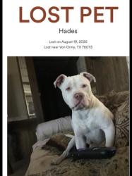 Lost Male Dog last seen Near Senior Rd, Von Ormy, TX 78073, Von Ormy, TX 78073