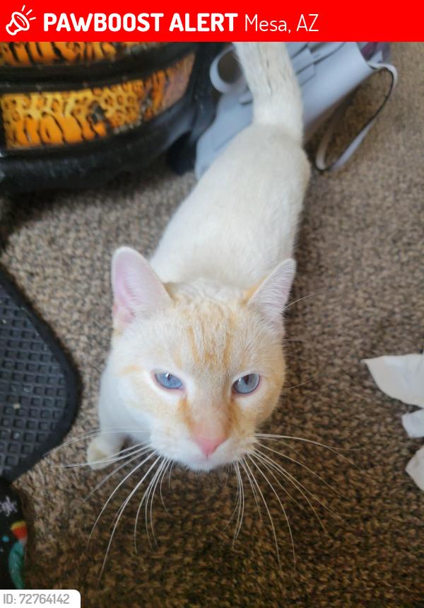 Lost Male Cat last seen Broadway and higley, Mesa, AZ 85206