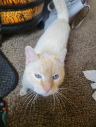 Lost Male Cat last seen Broadway and higley, Mesa, AZ 85206