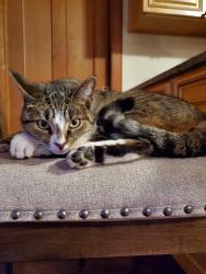 Lost Female Cat last seen Hayward Ave, Miller Place, NY, Miller Place, NY 11766