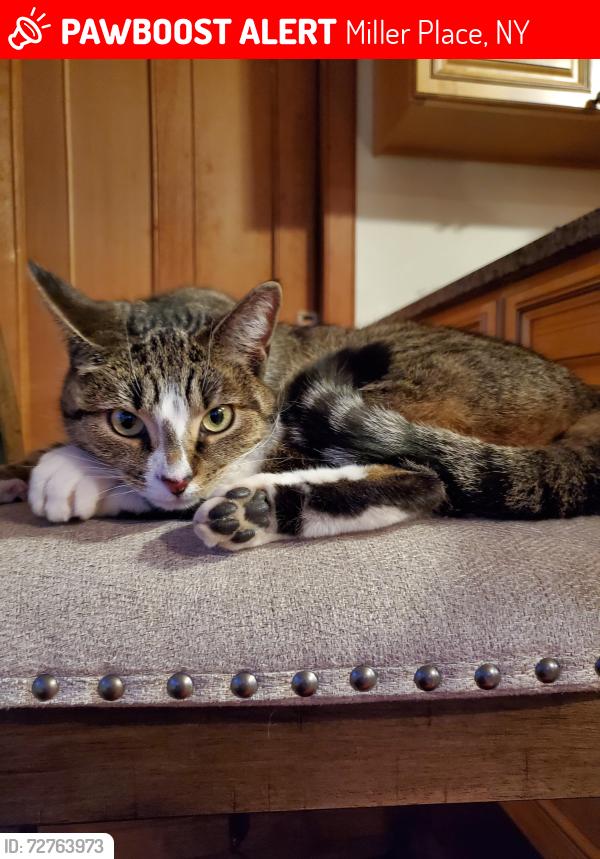 Lost Female Cat last seen Hayward Ave, Miller Place, NY, Miller Place, NY 11766