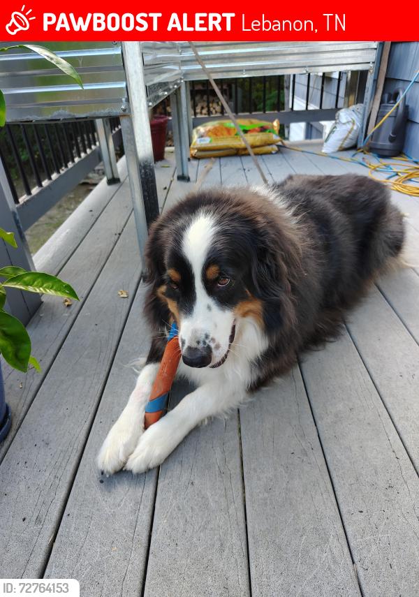 Lost Male Dog last seen Gwynn rd, Zachary, Vesta, 231, Lebanon, TN 37090