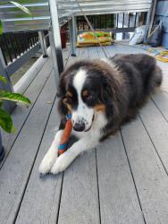 Lost Male Dog last seen Gwynn rd, Zachary, Vesta, 231, Lebanon, TN 37090