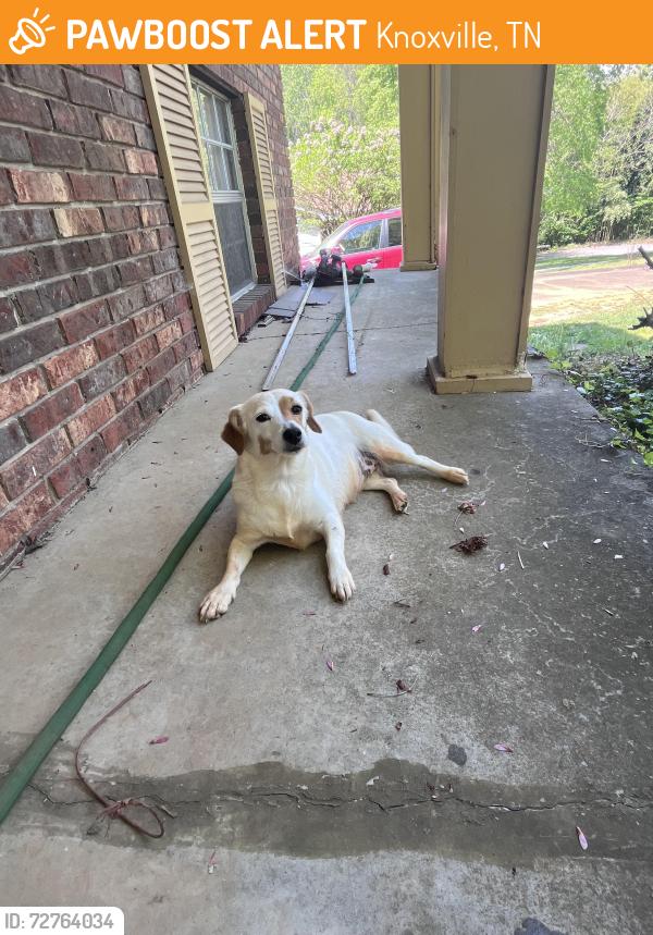 Found/Stray Female Dog last seen Gallaher and Gleason, Knoxville, TN 37919