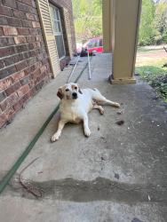 Found/Stray Female Dog last seen Gallaher and Gleason, Knoxville, TN 37919