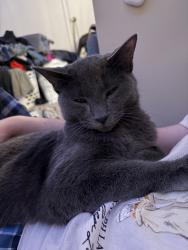Found/Stray Male Cat last seen Taco Bell off of Eubank, Albuquerque, NM 87123