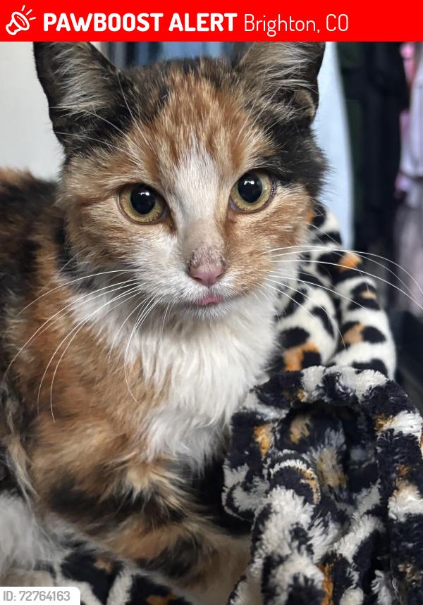 Lost Female Cat last seen 120th and highway 85, Brighton, CO 80601