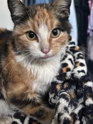 Lost Female Cat last seen 120th and highway 85, Brighton, CO 80601