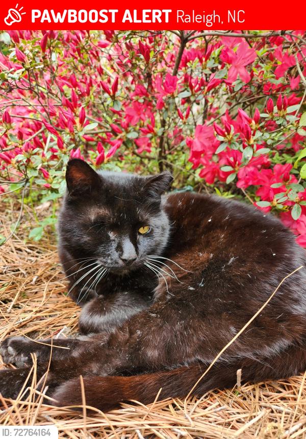 Lost Male Cat last seen Dorothea Dr, Effie, Florence St near Boylan Heights, Raleigh, NC 27601
