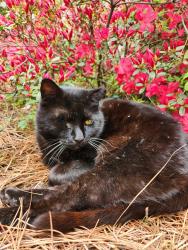 Lost Male Cat last seen Dorothea Dr, Effie, Florence St near Boylan Heights, Raleigh, NC 27601